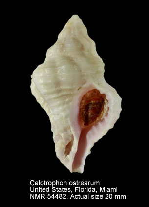 Calotrophon ostrearum (2).jpg - Calotrophon ostrearum(Conrad,1846)